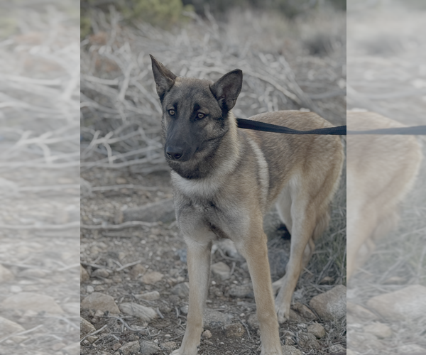 Medium Photo #1 German Shepherd Dog-Unknown Mix Puppy For Sale in Imlay City, MI, USA