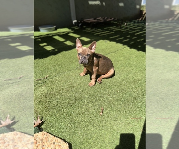 Medium Photo #4 French Bulldog Puppy For Sale in SNELLVILLE, GA, USA