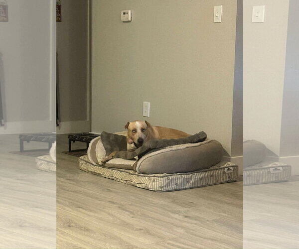 Medium Photo #5 Labrador Retriever Puppy For Sale in Greensboro, NC, USA