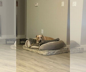 Spencer - Male Labrador Retriever Dog for Adoption - Photo #5