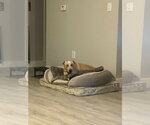 Small Photo #5 Labrador Retriever Puppy For Sale in Greensboro, NC, USA