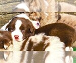 Small #1 Australian Shepherd