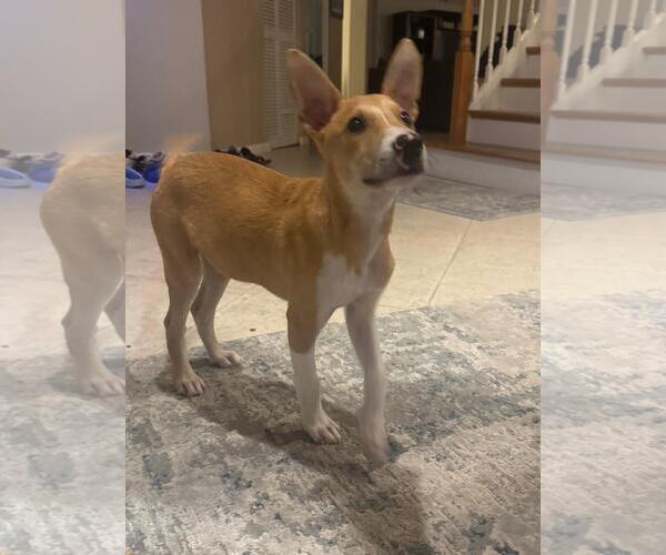 Medium Photo #3 Mutt Puppy For Sale in miami, FL, USA