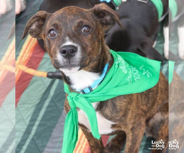 Medium Photo #1 Plott Hound-Unknown Mix Puppy For Sale in Washington, DC, USA