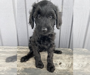 Goldendoodle Puppy for Sale in LUCK, Wisconsin USA