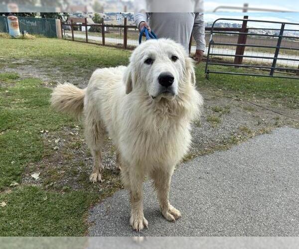 Medium Photo #1 Great Pyrenees Puppy For Sale in San Martin, CA, USA