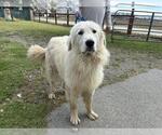 Small Great Pyrenees