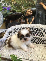 Shih Tzu Puppy for sale in LOS ANGELES, CA, USA