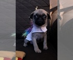 Small Photo #8 Pug Puppy For Sale in HOUSTON, TX, USA
