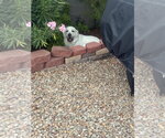 Small Photo #12 Great Pyrenees Puppy For Sale in Bountiful, UT, USA