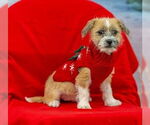 Small Border Terrier Mix