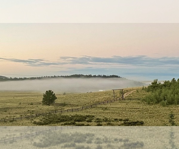 Medium Photo #10 Rhodesian Ridgeback Puppy For Sale in FAIRPLAY, CO, USA