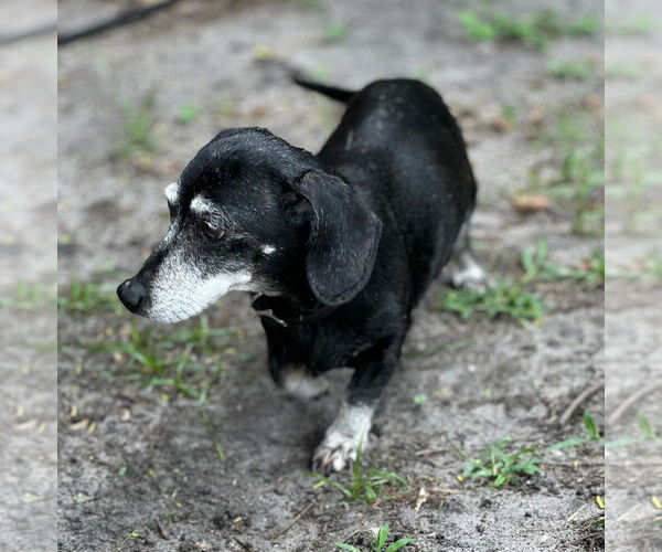 Medium Photo #4 Dachshund Puppy For Sale in Weston, FL, USA