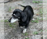 Small #3 Dachshund