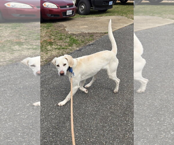 Medium Photo #9 Labrador Retriever-Unknown Mix Puppy For Sale in Rustburg, VA, USA