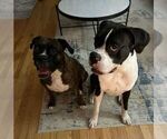 Small Photo #1 Boxer Puppy For Sale in RIVER GROVE, IL, USA