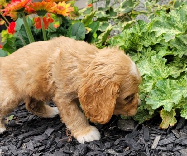 Medium Photo #22 Cocker Spaniel Puppy For Sale in WITHEE, WI, USA