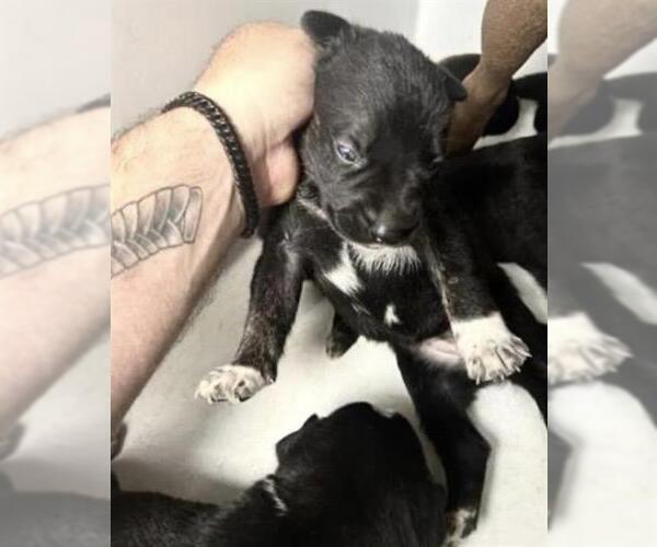 Medium Photo #2 Mutt Puppy For Sale in Houston, TX, USA