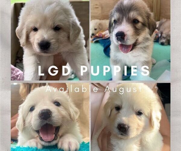 Medium Photo #1 Great Pyrenees-Maremma Sheepdog Mix Puppy For Sale in ANDOVER, NH, USA