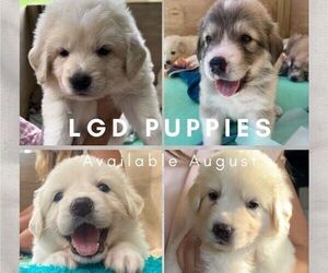 Great Pyrenees-Maremma Sheepdog Mix Puppy for Sale in ANDOVER, New Hampshire USA
