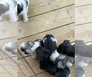 Schnauzer (Miniature) Puppy for sale in WESTMINSTER, SC, USA