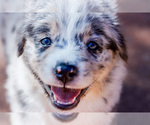 Small Photo #10 Australian Shepherd Puppy For Sale in LUBBOCK, TX, USA