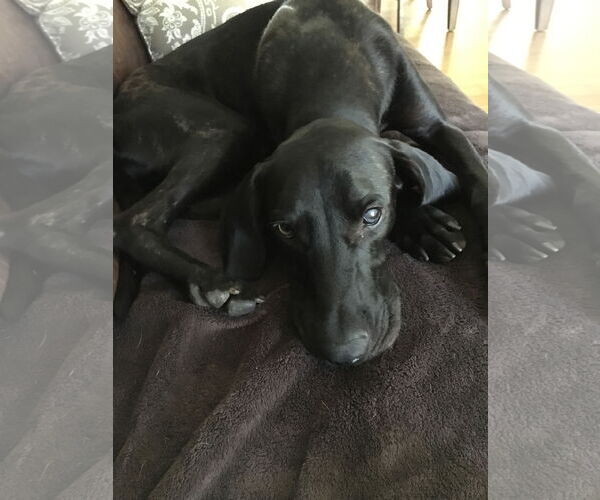 Medium Photo #10 Plott Hound-Weimaraner Mix Puppy For Sale in Rockaway, NJ, USA