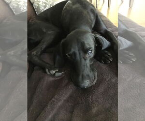 Stanley Martin Steele - Male Plott Hound-Weimaraner Mix Dog for Adoption - Photo #10