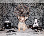Puppy Henna Chihuahua
