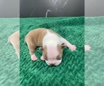 Small Photo #9 Boston Terrier Puppy For Sale in TULARE, CA, USA