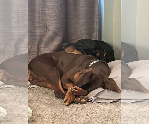 Medium Photo #5 Doberman Pinscher Puppy For Sale in Minneaoplis, MN, USA