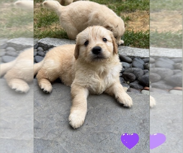 Medium Photo #22 Golden Retriever Puppy For Sale in EXTON, PA, USA