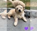 Puppy Mr Purple Golden Retriever