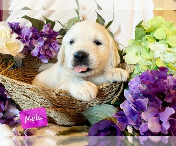 Medium Photo #1 Golden Retriever Puppy For Sale in MARSHFIELD, MO, USA