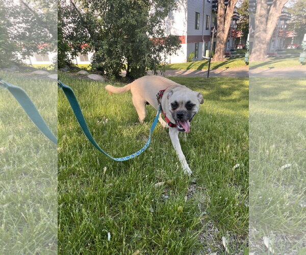 Medium Photo #5 Puggle Puppy For Sale in St. Louis Park, MN, USA