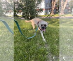 Small #4 Puggle
