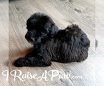 Small Photo #10 Whoodle Puppy For Sale in OVERGAARD, AZ, USA