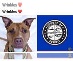 Small American Pit Bull Terrier