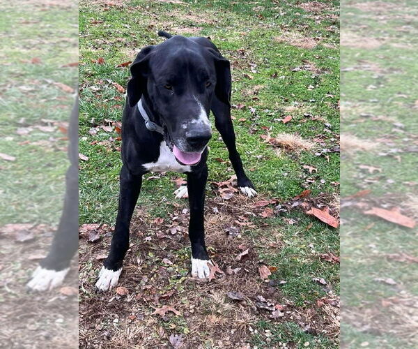 Medium Photo #2 Great Dane Puppy For Sale in Osgood, IN, USA