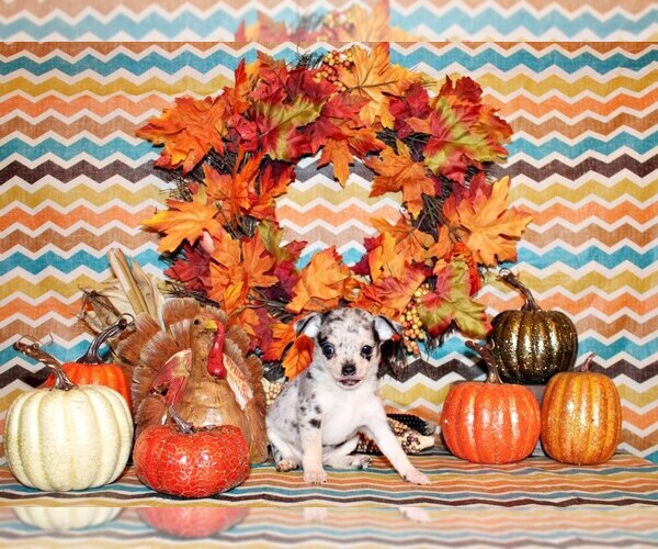 Medium Photo #2 Chihuahua Puppy For Sale in CHARLESTON, AR, USA