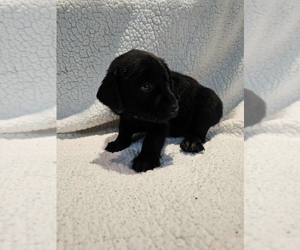 Medium Photo #13 Labrador Retriever Puppy For Sale in Gagetown, MI, USA