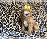 Small #1 Cockapoo (Miniature)
