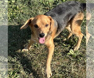 Beagle-Unknown Mix Dogs for adoption in Batavia, OH, USA