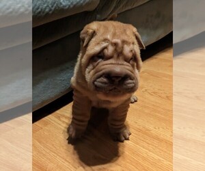 Chinese Shar-Pei Puppy for sale in SANFORD, NC, USA