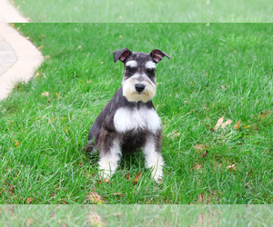 Schnauzer (Miniature) Puppy for sale in SYRACUSE, IN, USA