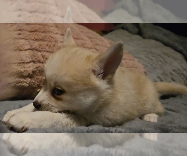 Medium Photo #181 Pomsky Puppy For Sale in LOVELAND, CO, USA