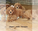 Small #3 Cavapoo
