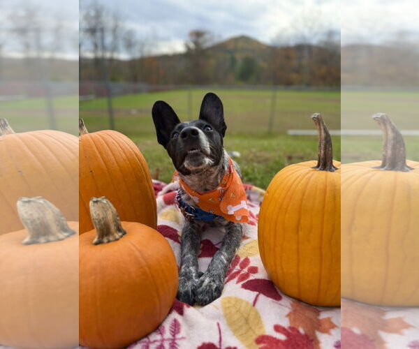 Medium Photo #3 Mutt Puppy For Sale in West Cornwall, CT, USA