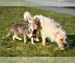 Small #3 Cairn Terrier-Dachshund Mix