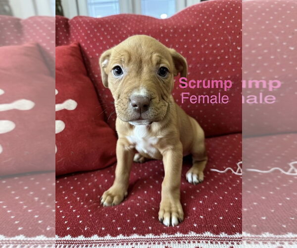 Medium Photo #3 Mutt Puppy For Sale in Jackson Township, NJ, USA